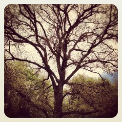 Bare trees against sky