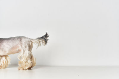 Side view of a dog over white background