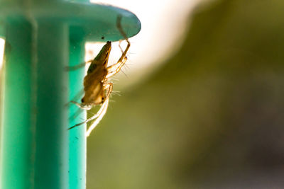 Close-up of insect