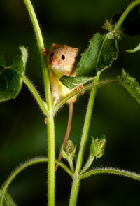 Close-up of insect on leaf