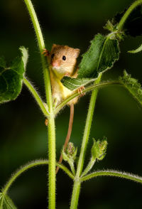 Close-up of eurasian harvest mouse on plant