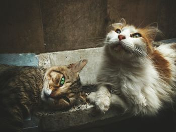 Close-up portrait of cats