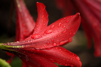 Close-up of wet red flower