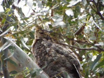 Low angle view of bird perching on tree