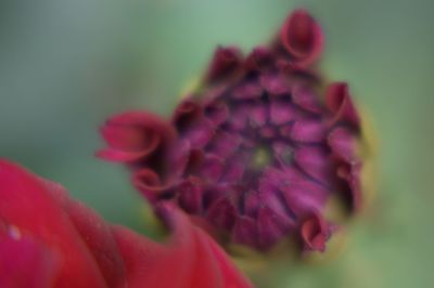 Close-up of red flower