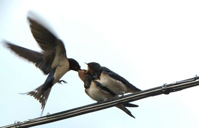 Low angle view of birds flying against clear sky