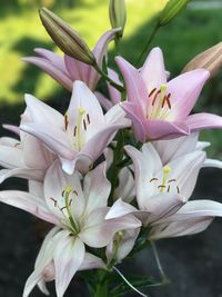 Close-up of white flowering plant