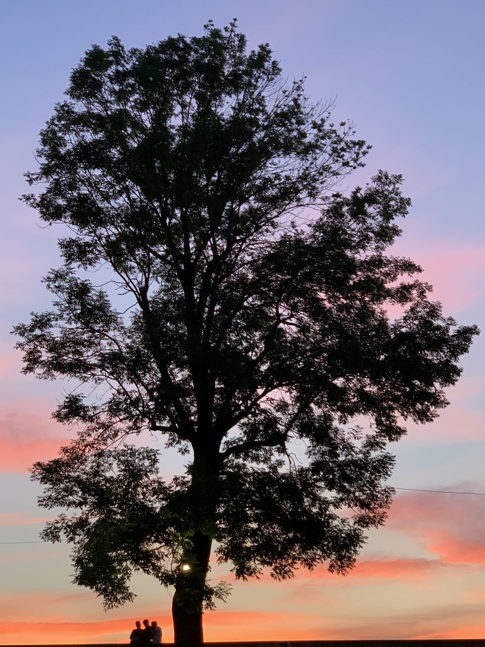 LOW ANGLE VIEW OF SILHOUETTE TREE AGAINST ORANGE SKY