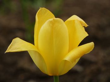 Close-up of yellow rose flower