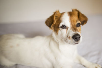 Close-up portrait of a dog