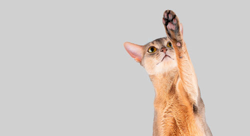 Beautifully blue abyssinian cat playing and paw up