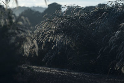 View of plants at sunset