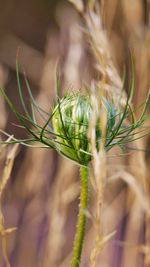 Close-up of wheat growing on plant