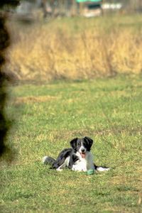 Portrait of dog relaxing on grass
