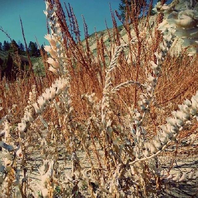 growth, dry, nature, plant, tranquility, field, sky, tree, day, agriculture, beauty in nature, outdoors, growing, tranquil scene, no people, landscape, rural scene, abundance, close-up, dead plant