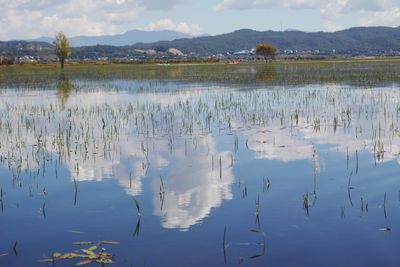 Flock of birds in lake against sky