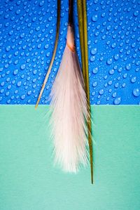 Close-up of broom and leaves hanging on wall