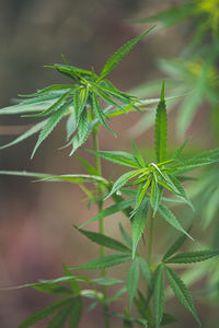 Cannabis, a plant with medicinal properties