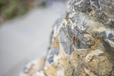 Close-up of spider on rock