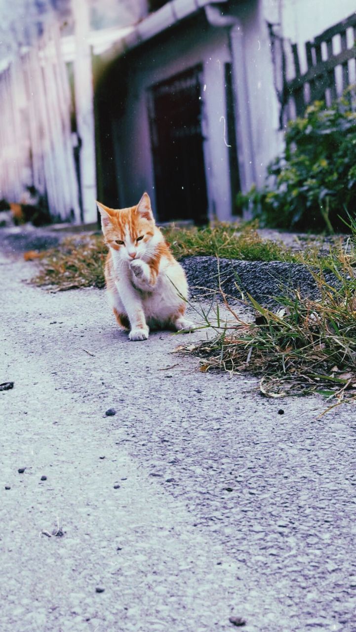 PORTRAIT OF A CAT STANDING AGAINST BUILDING