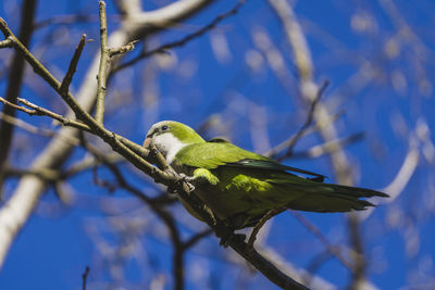 Low angle view of bird perching on branch