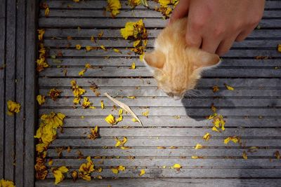 Human hand on leaves during autumn