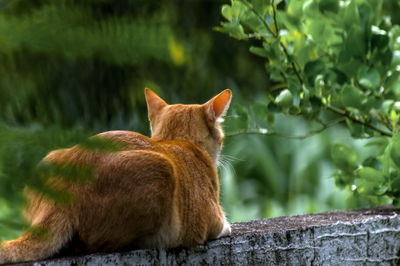 Cat sitting on wall