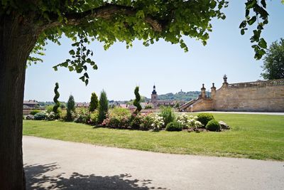 Trees growing in park