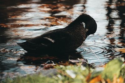 Duck swimming in lake