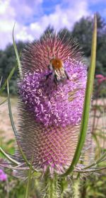 Close-up of insect on flower