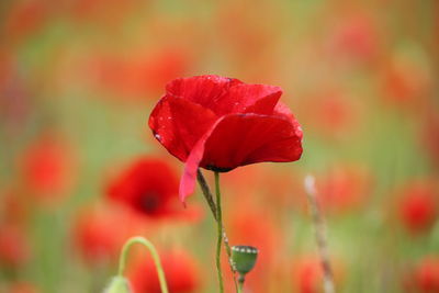 Close-up of red flowering plant