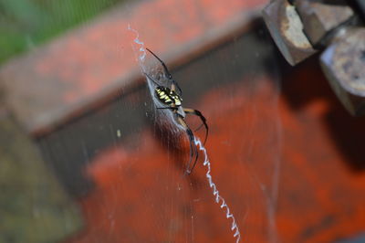 Garden spider