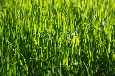 Tall green growing grass in the park on a summer spring day, shooting from below, close up