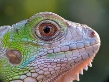 Close-up of lizard