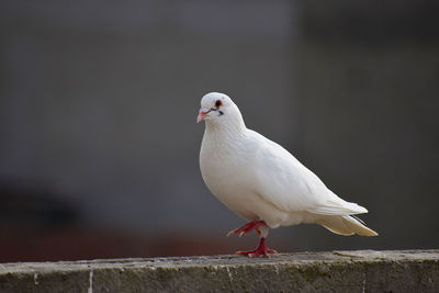 Close-up of seagull perching on retaining wall