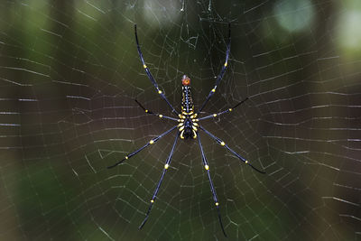 Close-up of golden silk orb-weaver on web