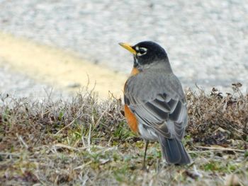 Close-up of bird on field