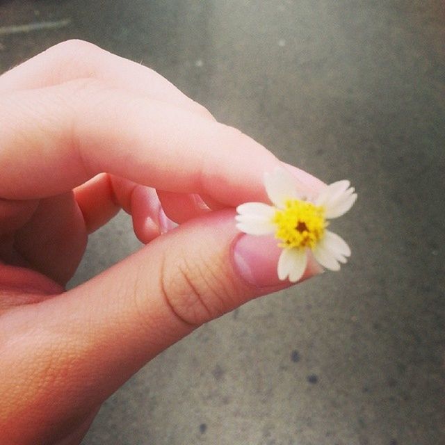 person, flower, holding, part of, human finger, personal perspective, petal, fragility, cropped, flower head, close-up, high angle view, unrecognizable person, freshness, single flower, lifestyles