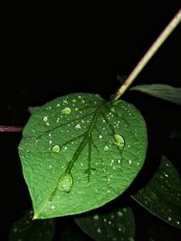 Close-up of wet leaf