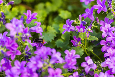 Close-up of bee pollinating on purple flowers