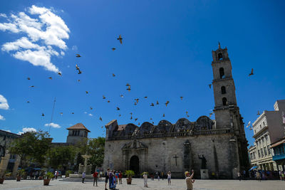 Flock of birds flying against blue sky