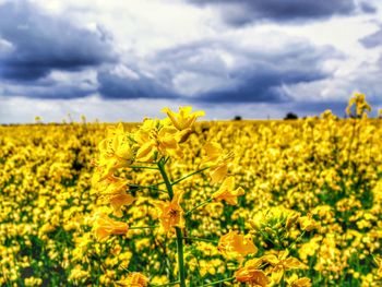 Close-up of oilseed rape field against sky