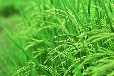 Full frame shot of fresh green grass in field