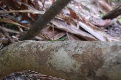 Close-up of plant against blurred background