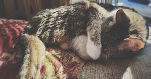 Close-up of cat sleeping at home