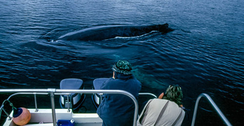 Tourists photographing whale in sea