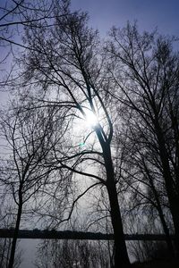 Low angle view of bare tree against sky