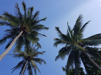 Low angle view of palm trees against clear sky