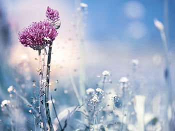 Close-up of purple flowering plant