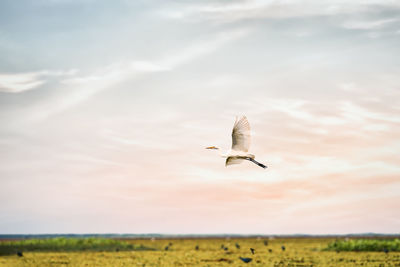 Landscape scenery of great egret or heron bird flying over fresh water wetland at thale noi